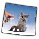 gato_aceite.webp
